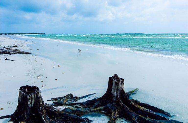 A serene Florida beach with turquoise waves, white sand, and two tree stumps in the foreground under a cloudy sky.